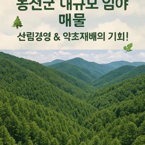 홍천군 대규모 임야 매물 - 산림경영 & 약초재배의 기회!